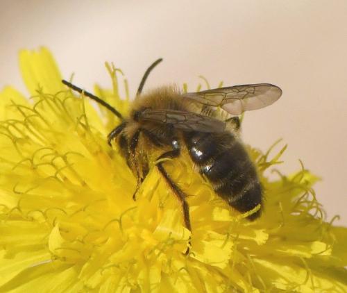 Réf. 246 224 : Andrena nigroaenea